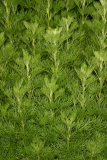 Artemisia abrotanum 6-06 315.jpg